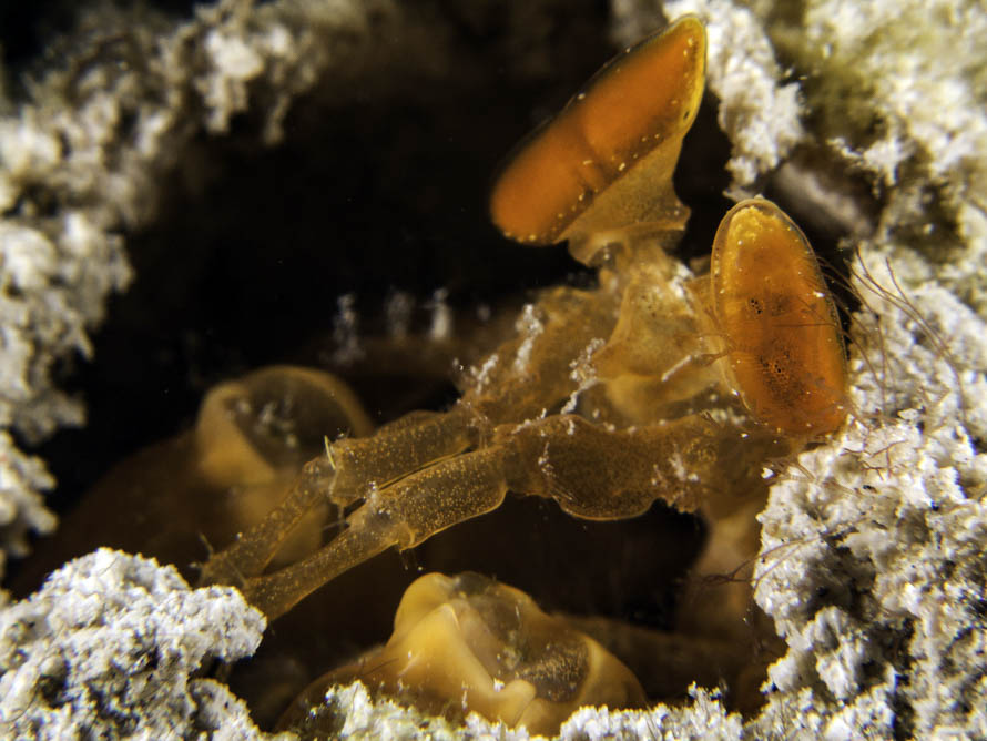 Lysiosquilloides mapia 